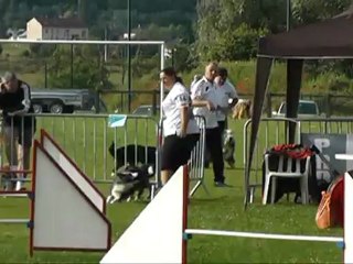 Concours agilty Ham Dixie OPEN +