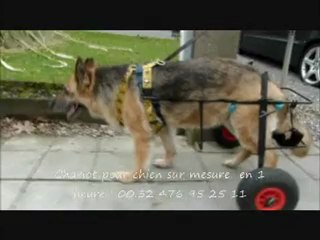 chaise roulante pour berger allemand pagani