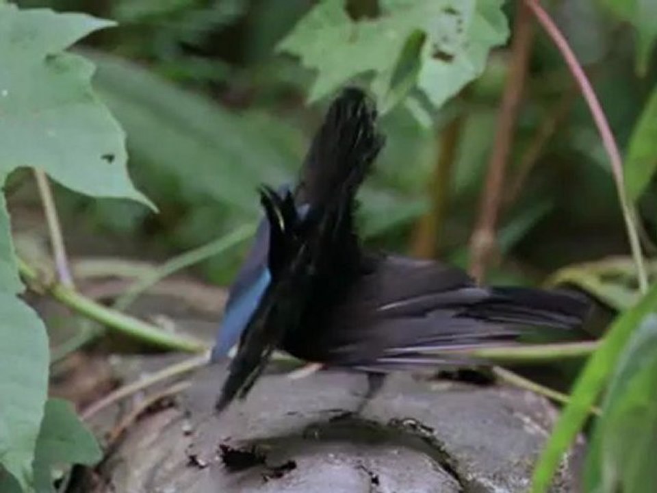 Bolygónk a Föld - David Attenborough 1/11