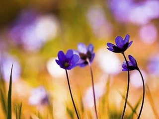 CENGİZ ÖZKAN-GÖNÜL