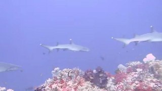 Komodo requins2
