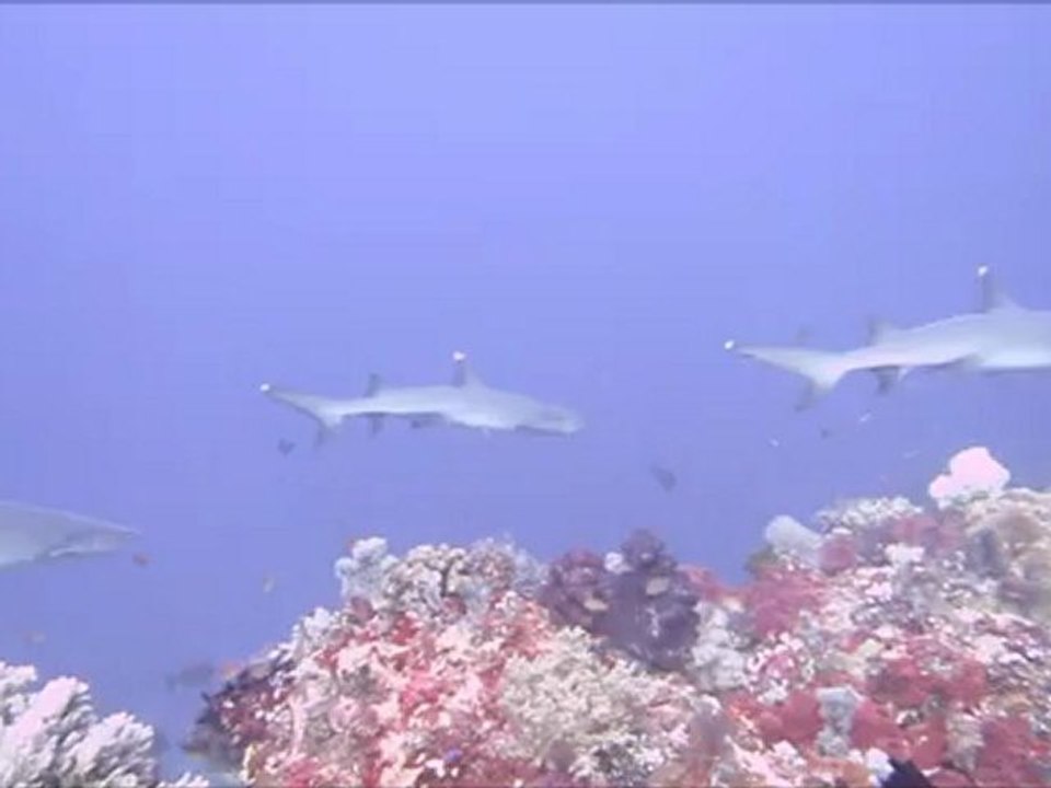 Komodo requins2