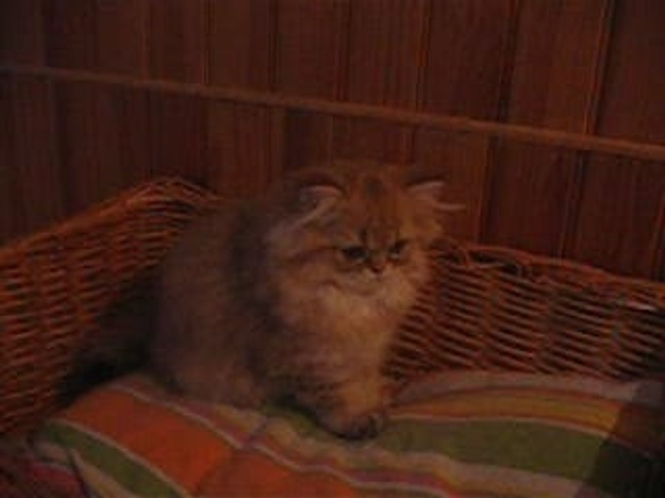 Babou