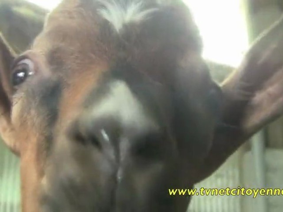 Transhumance au Granier