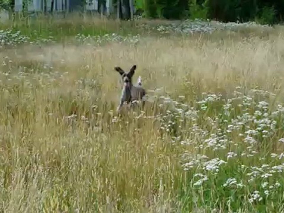 BRAQUE ALLEMAND VALDOR et HAMBRE de CHAMPREVAL