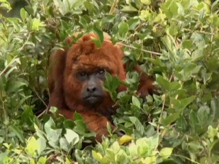 Globo Repórter 22-06-2012 Parte 1 Nos Céus do Brasil Pampa