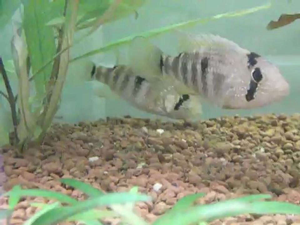 Tahuantinsuyoa macantzatza