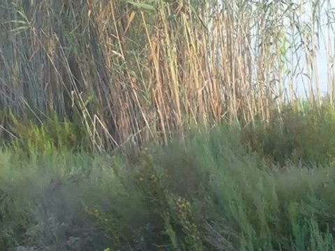 Parajes protegidos La Hita en el Mar Menor