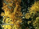 Stock Video - Autumn Gold clip 03 - Stock Footage - Fall Colors - Video Backgrounds