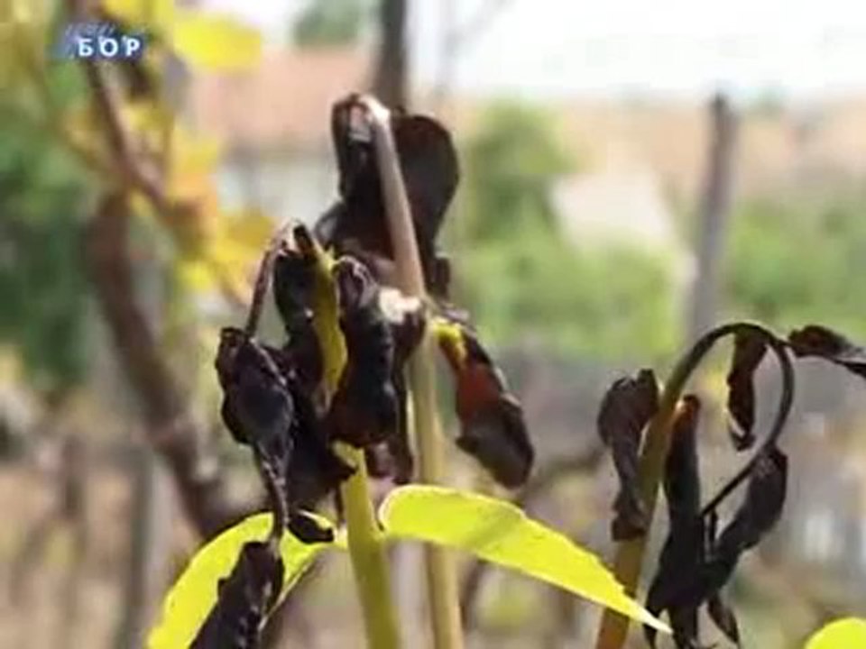 Zeleni ekran, 18. maj 2011.