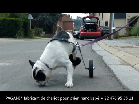 chariot pour bouledogue handicapé