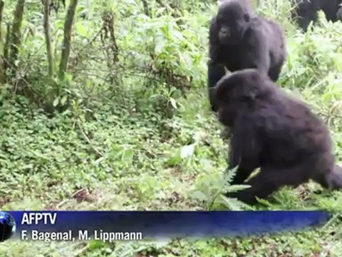 Les gorilles des montagnes toujours menacés par l'homme