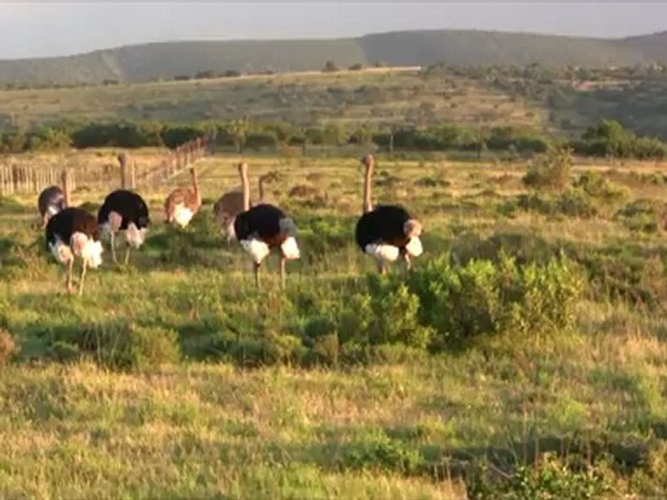 Afrique du Sud 2011 : visite de la réserve de Schotia