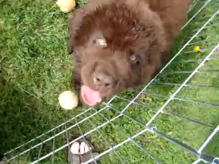 chiots Funny élevage de VALOYAN TERRE NEUVE MARRON BRONZE 24/06/2012