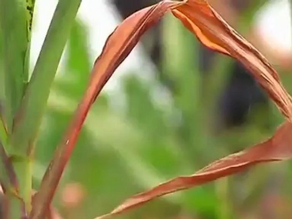 Drought threatens North Korea food supplies