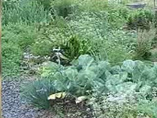Greening the Desert - Geoff Lawton -Permaculture in Action copy