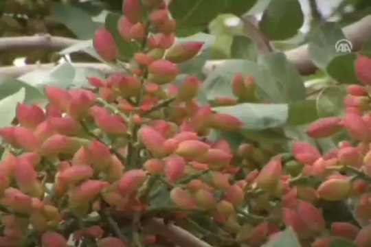 ''Yeşil altın'' tanıtım atağı