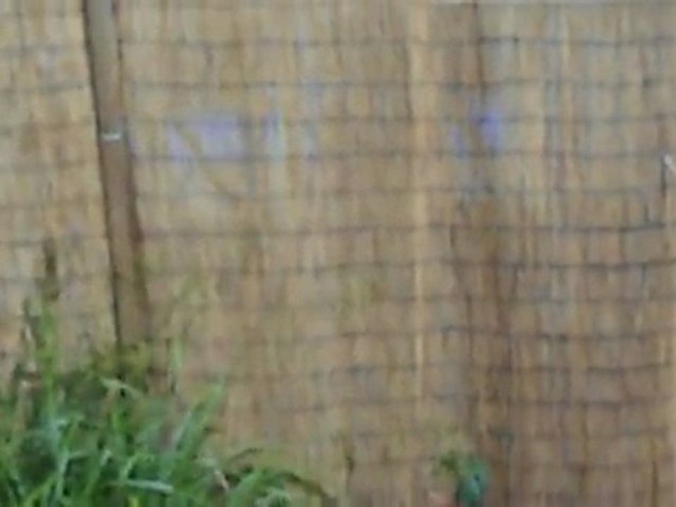 Our neighbours' horrible dog