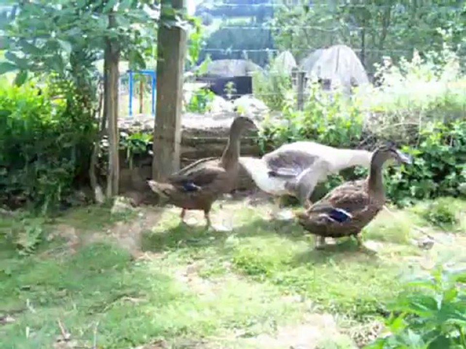 Couper les plumes d'une aile à un canard
