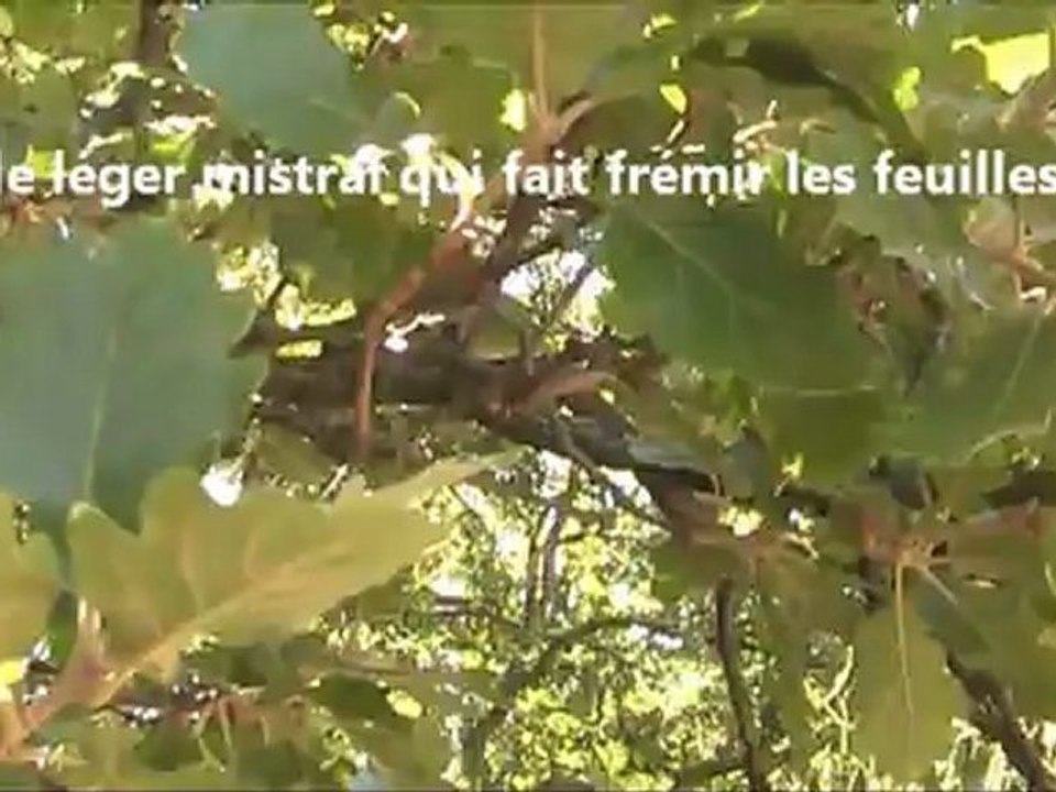 cigales et cigalous
