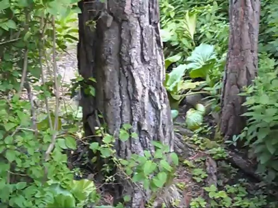 Film på Revis 19 Juni - 12.  Med text och  musik.