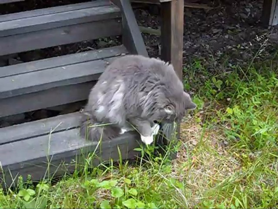 Film på Revis 24 Juni - 12.  Med musik.