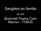 Sangliers en famille de nuit - Bushnell Trophy Cam 119435