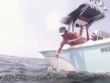 Beau barracuda en chasse sous-marine - Caméra embarquée GoPro HD