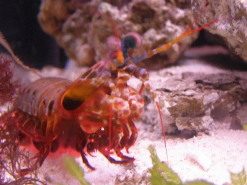 Odontodactylus scyllarus