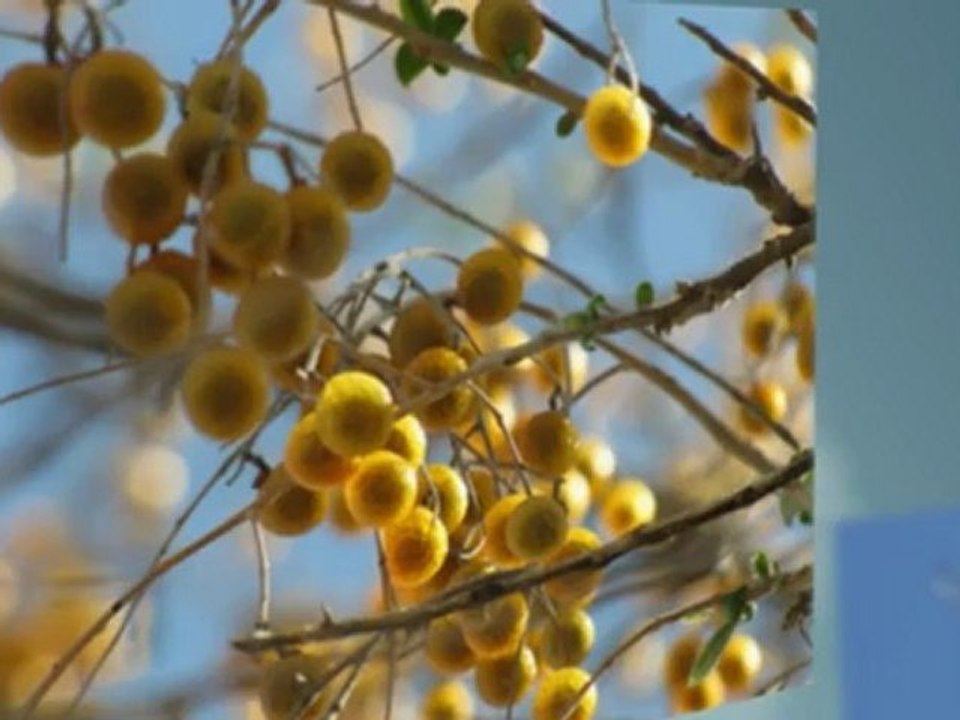 Soapberries Safe Green High Energy Detergent