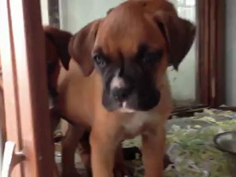 boxer yavrularinda son nokta satilik 0 533 397 45 77