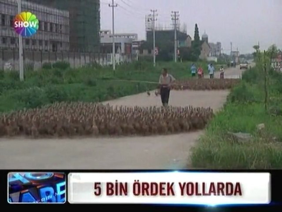 Çin'de 5 bin ördek yollarda - 24 haziran 2012