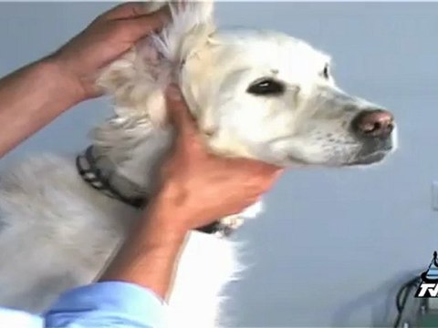 Nettoyer les oreilles