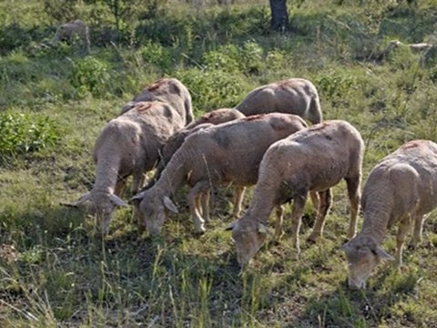 Haut Var Pays du Verdon Départ en transhumance