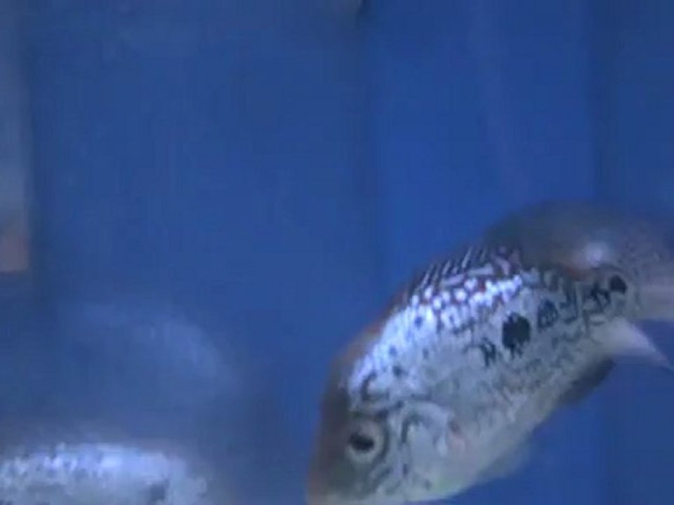k.kamfa video