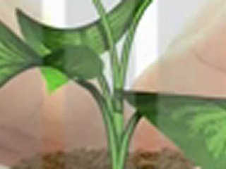 Plant Growing In Hands - MotionElements