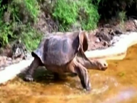 Lonesome George dies aged 100