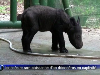 Naissance "historique" d'un rhinocéros de Sumatra