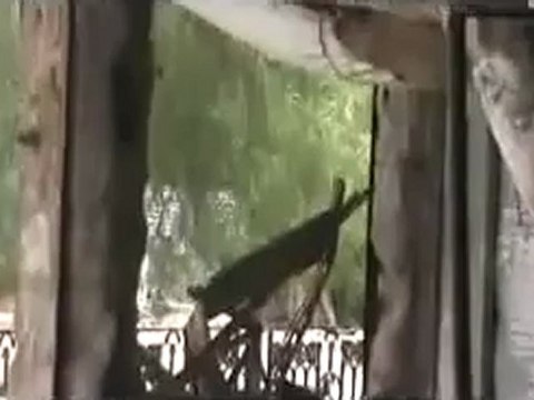 Syria فري برس حماة المحتلة الحاضر إحراق المحلات التجارية 2012 6 24 Hama