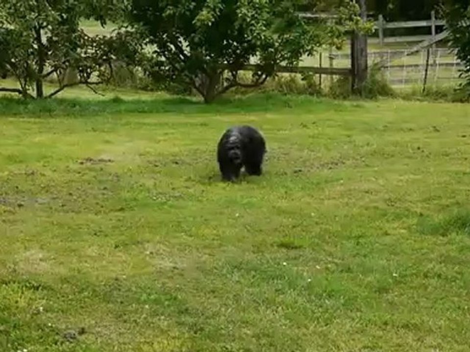 FLECHE NOIRE...2ans.