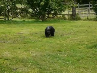 FLECHE NOIRE...2ans.