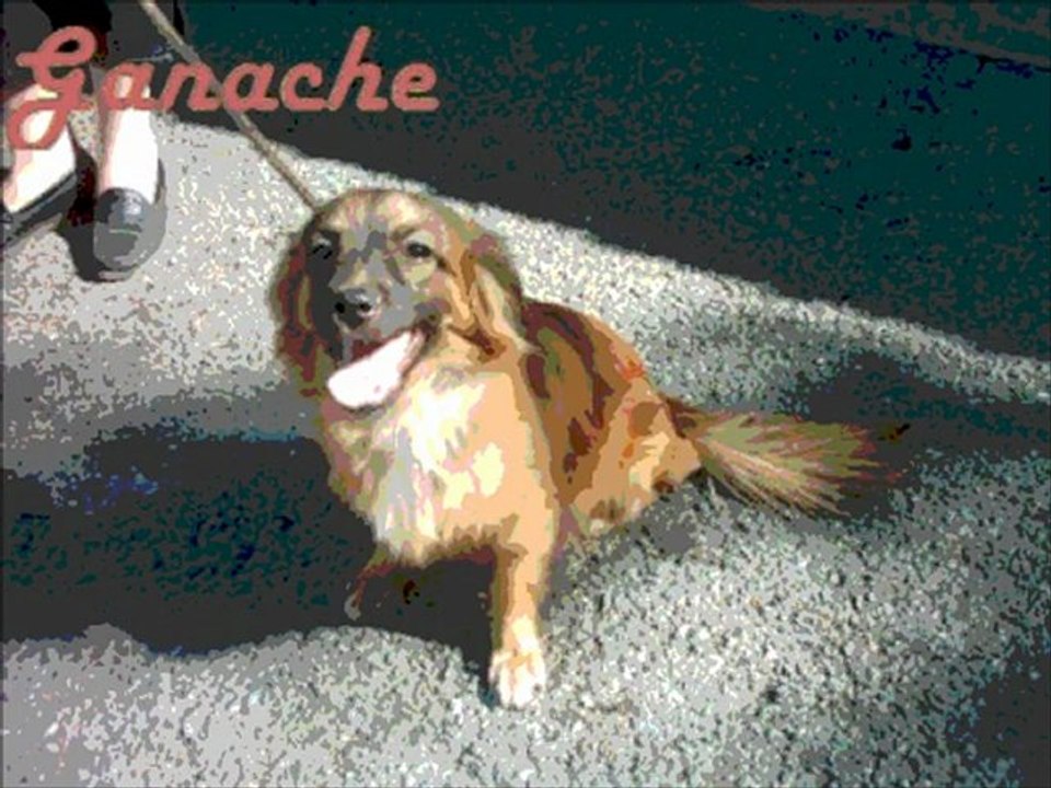 Voici des idées de prénoms pour chiens mâle et femelle!!