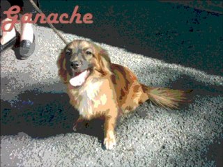 Voici des idées de prénoms pour chiens mâle et femelle!!