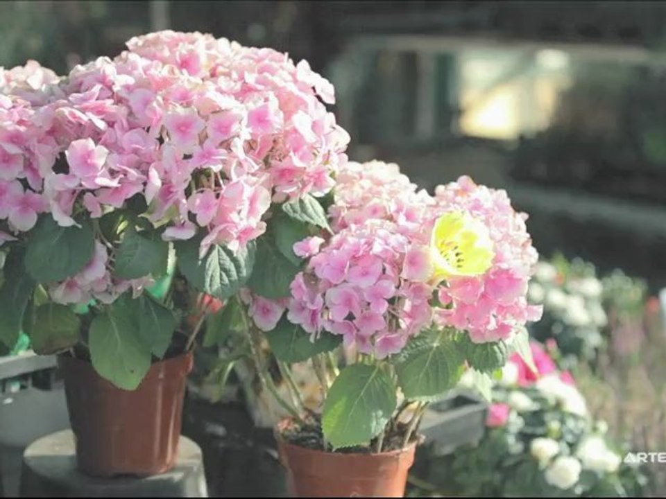 Play free badminton with Artengo Easy Set net!