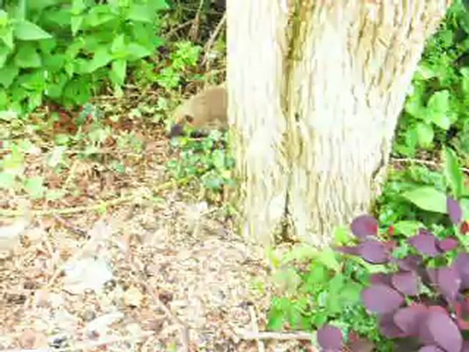 un hérisson se ballade