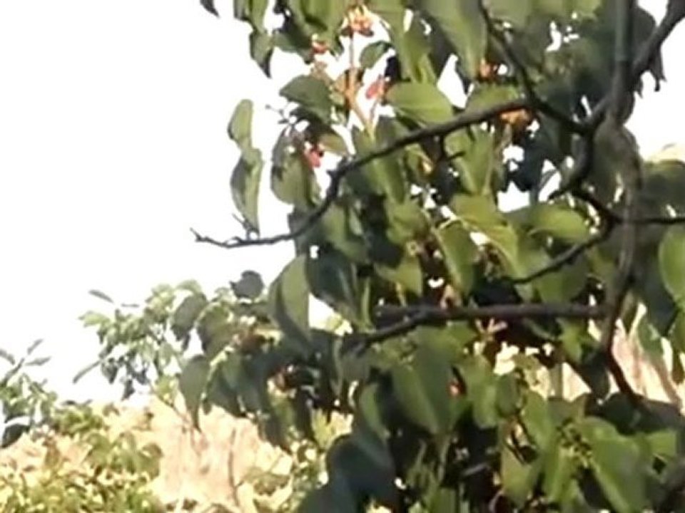 Syria فري برس  ريف دمشق تحليق للطيران الحربي منطقة وادي بردى 22 6 2012 Damascus