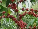 طقوس إعداد القهوة في إثيوبيا