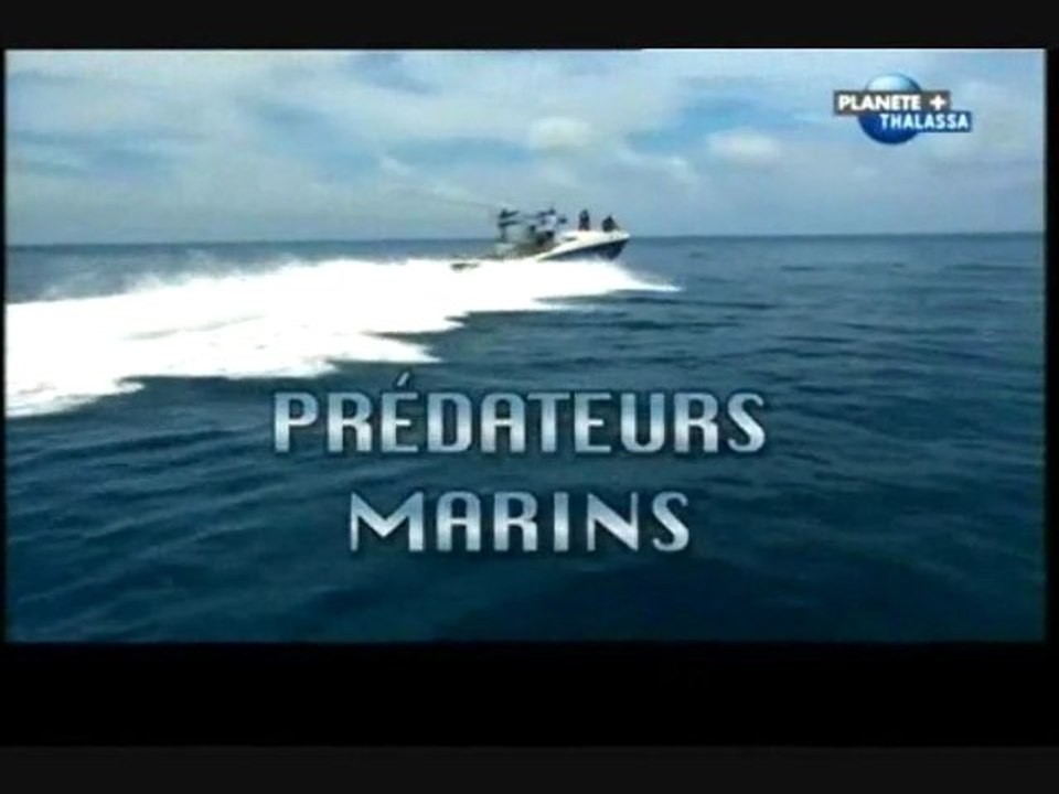 Prédateurs marins