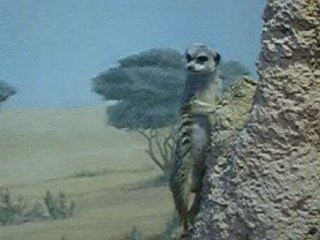 Barking Meerkat