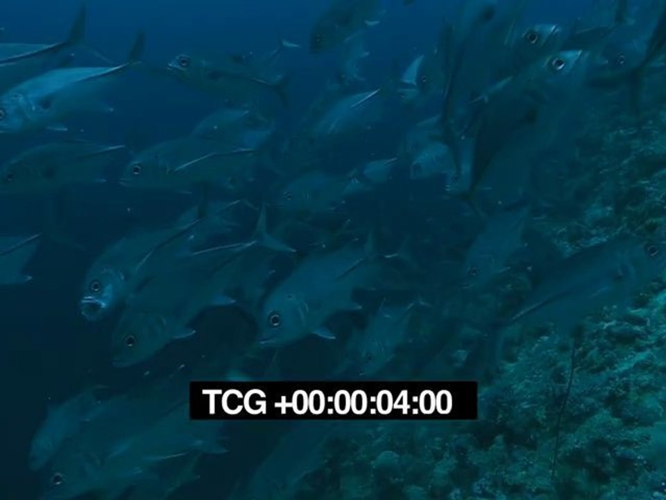 Poissons 3